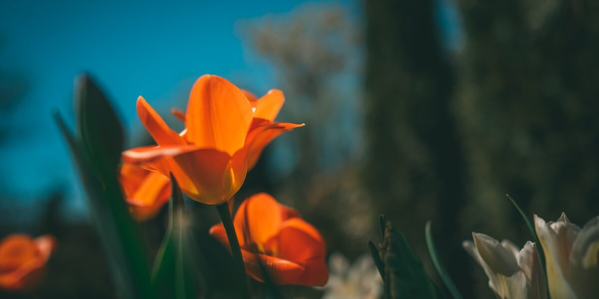 Hidden Treasure: Discovering the Rare Lucky Penny